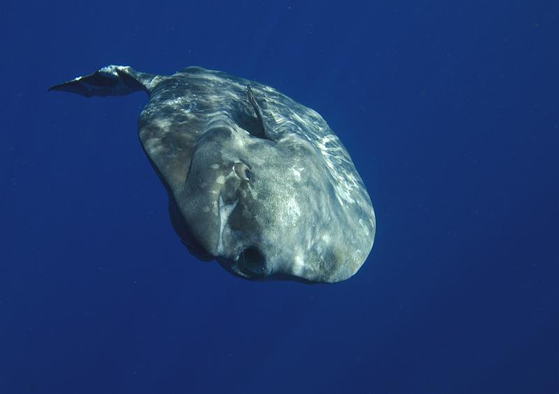 GWD BTerre large Mola mola 23 fev 2014_04.jpg
